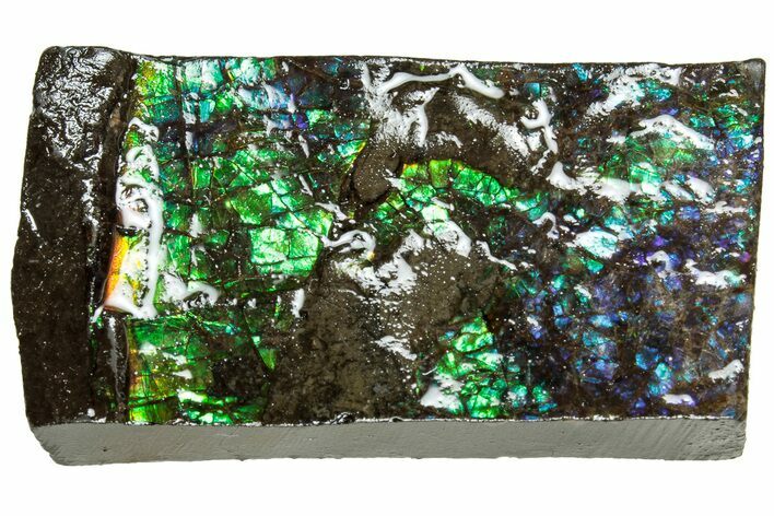 Iridescent Ammolite (Fossil Ammonite Shell) - Alberta #311418